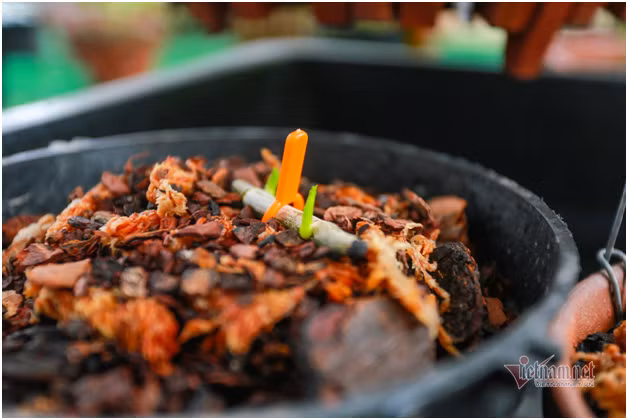 4 mam lan nhu cong rau rao tien ty cua 2 dai gia Ha thanh-Hinh-4