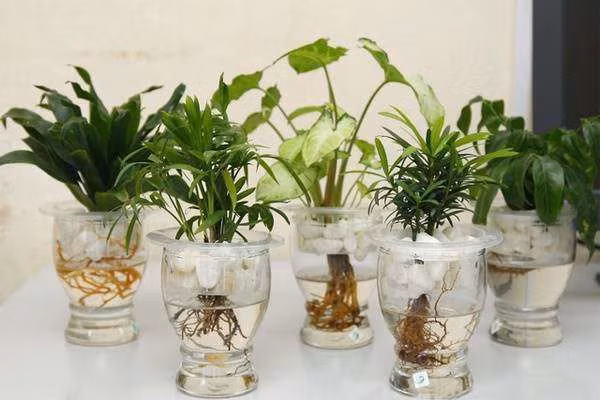 Muon thang quan tien chuc dat ngay loai cay nay tren ban-Hinh-2