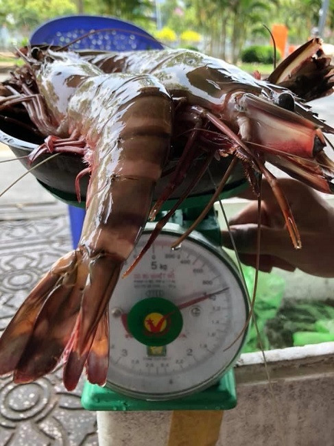 San lung tom khong lo gia hon 1 trieu dong/kg-Hinh-2