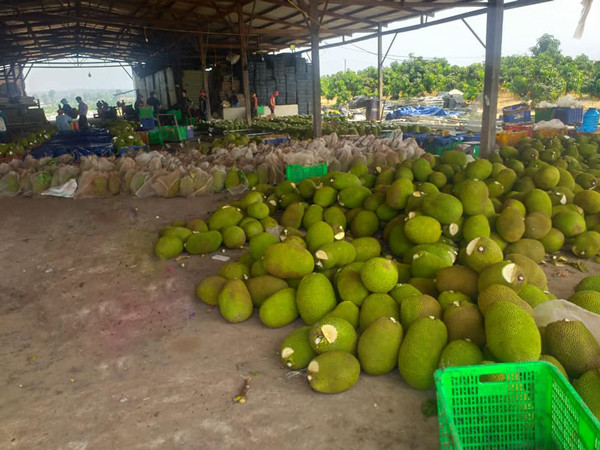 Thu bot trang boi tren dau qua mit la gi, co anh huong nguoi dung?-Hinh-2