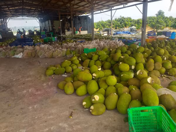 Thu bot trang boi tren dau qua mit la gi, co anh huong nguoi dung?-Hinh-2