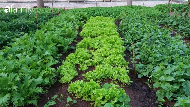 Gia dinh 4 nguoi Ha Noi tieu 1,5 trieu dong/thang nho thuc pham vuon nha