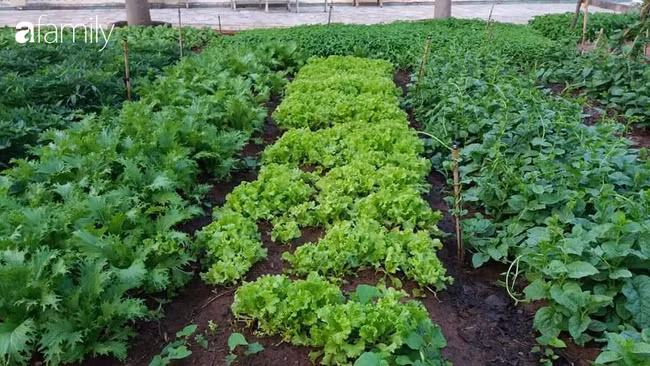 Gia dinh 4 nguoi Ha Noi tieu 1,5 trieu dong/thang nho thuc pham vuon nha