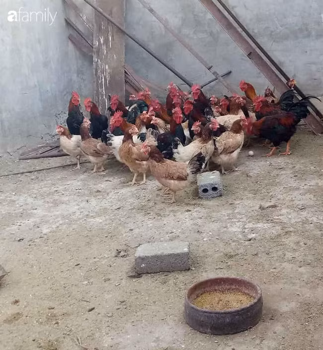 Gia dinh 4 nguoi Ha Noi tieu 1,5 trieu dong/thang nho thuc pham vuon nha-Hinh-2