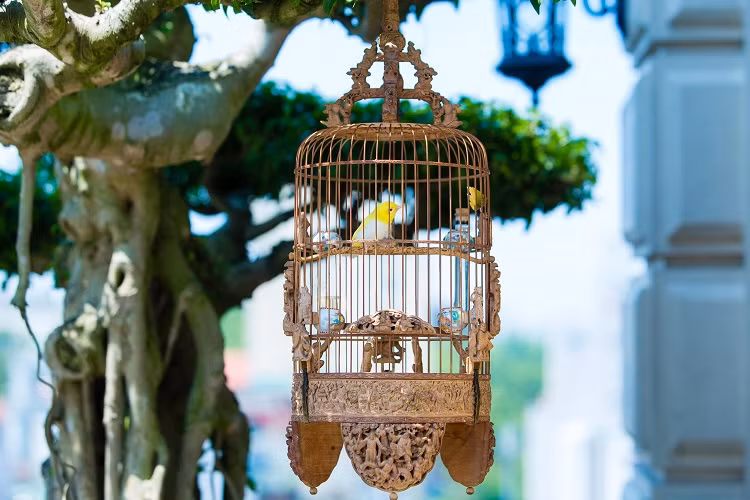 Dan chim 10 ty: O phong dieu hoa, co 2 bao mau cham soc rieng-Hinh-10