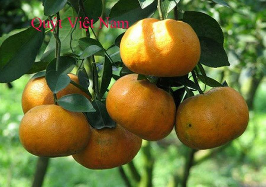 Chi ban hoa qua tiet lo 4 cach chon quyt duong ngot-Hinh-4