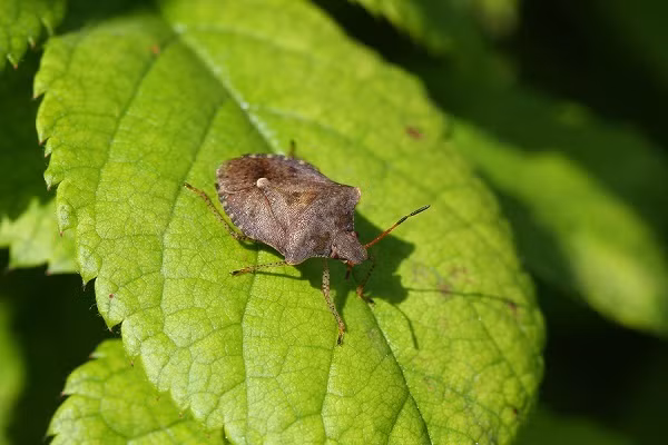2 thu boc mui thoi nong nac ma van dat khach-Hinh-3