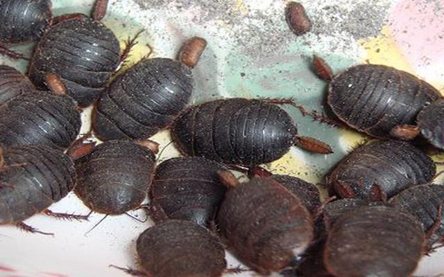 Loài côn trùng gớm ghiếc giá gần 300.000 đồng/kg Loai con trung gom ghiec gia gan 300.000 dong/kg