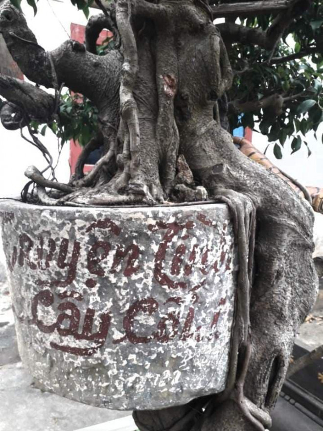 Cây cảnh Chuyện tình cây và cối thế độc lạ thu hút khách quan - Hình 4 Cay canh Chuyen tinh cay va coi the doc la thu hut khach quan-Hinh-4