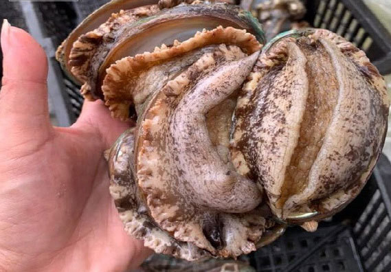 Ha Noi: Sau tom hum, bao ngu, cua Hoang de giam gia, sieu re-Hinh-2