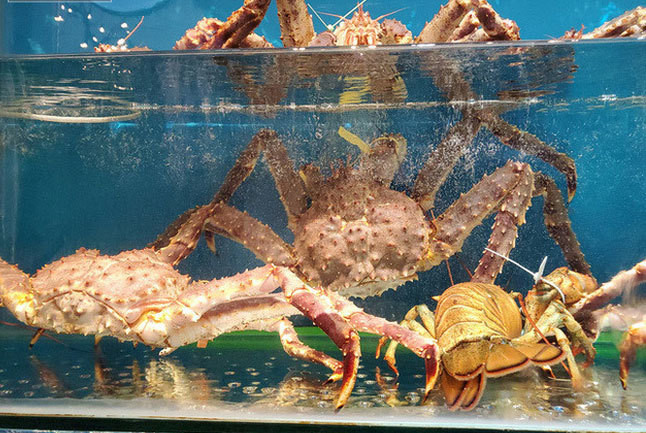 Ha Noi: Sau tom hum, bao ngu, cua Hoang de giam gia, sieu re