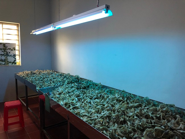 "Vàng trắng" bốc hơi cả chục triệu đồng/kg vì Covid-19? "Vàng trắng" bốc hơi cả chục triệu đồng/kg vì Covid-19? ảnh 1