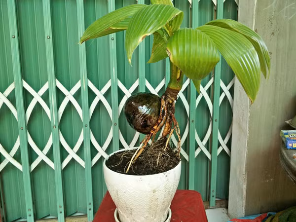 Loai cay duoc ua chuong dip Tet, phai dat mua truoc ca nua nam-Hinh-4