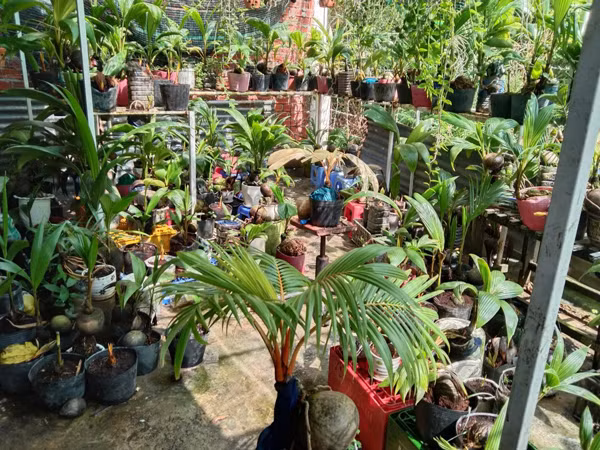 Loai cay duoc ua chuong dip Tet, phai dat mua truoc ca nua nam