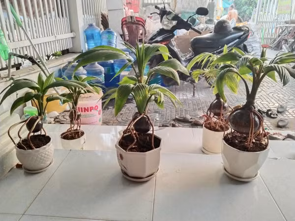 Loai cay duoc ua chuong dip Tet, phai dat mua truoc ca nua nam-Hinh-5