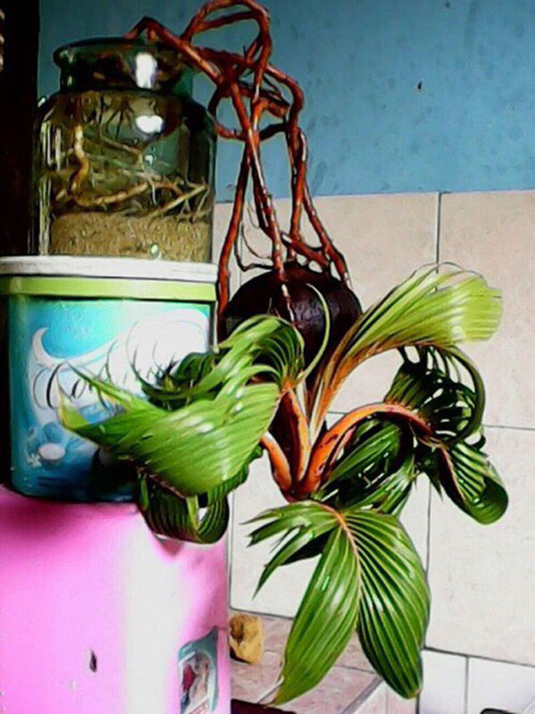 Loai cay duoc ua chuong dip Tet, phai dat mua truoc ca nua nam-Hinh-2