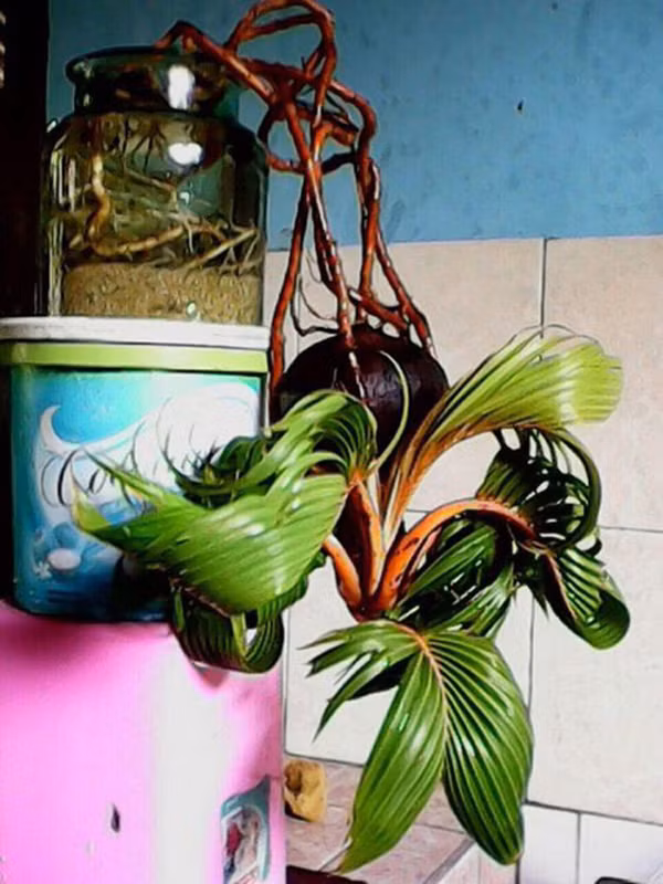 Loai cay duoc ua chuong dip Tet, phai dat mua truoc ca nua nam-Hinh-2