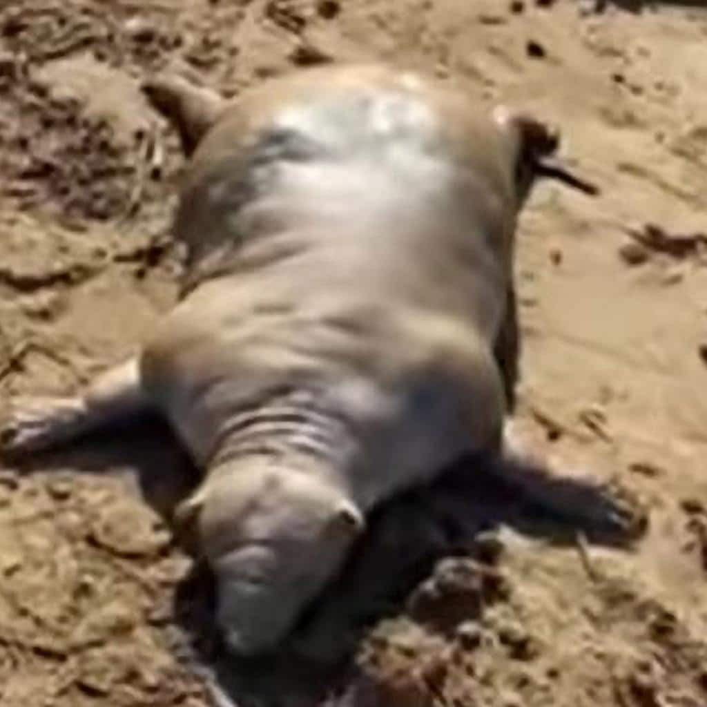 Quai vat mat giong nguoi ky di xuat hien khien nguoi nhin hoang so