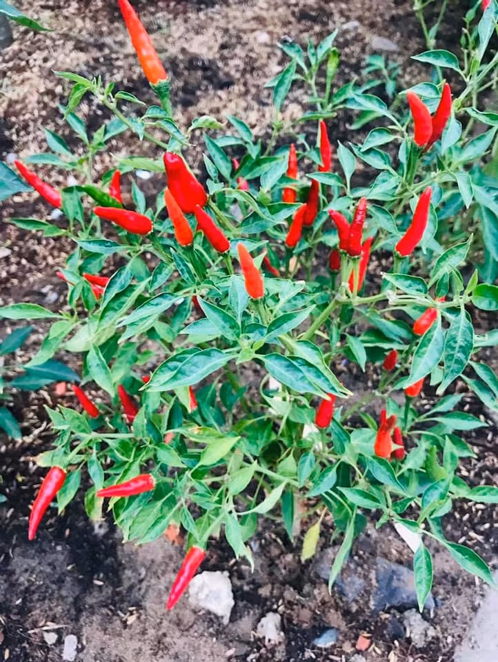 Ngam ngoi biet thu tran ngap sac hoa cua ca si Vy Oanh-Hinh-9