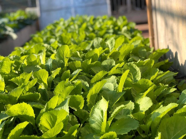 Ong bo Ha Noi chi gan tram trieu de trong rau tren san thuong-Hinh-9