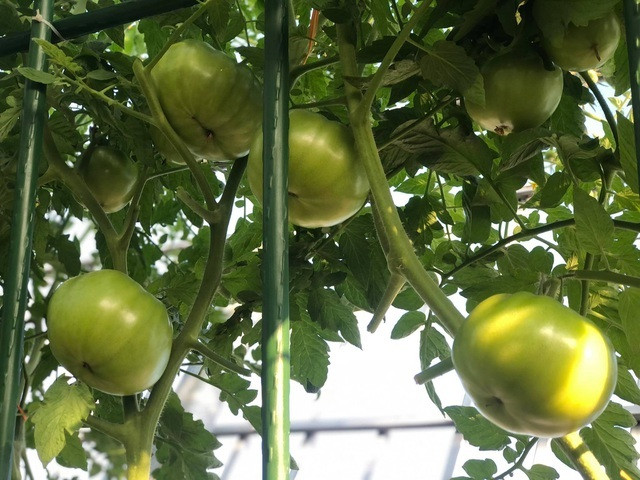 Ong bo Ha Noi chi gan tram trieu de trong rau tren san thuong-Hinh-5