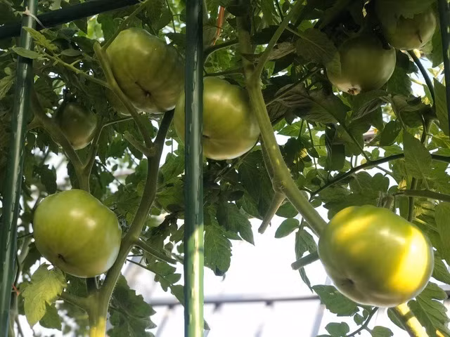 Ong bo Ha Noi chi gan tram trieu de trong rau tren san thuong-Hinh-5