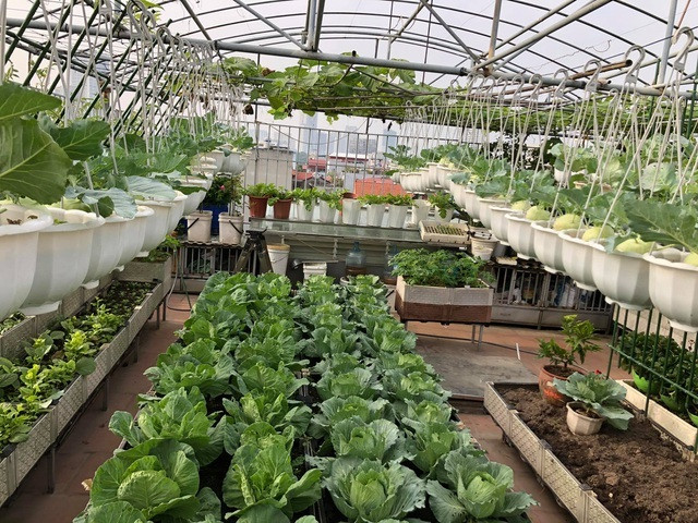 Ong bo Ha Noi chi gan tram trieu de trong rau tren san thuong