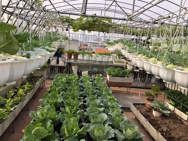 Ong bo Ha Noi chi gan tram trieu de trong rau tren san thuong