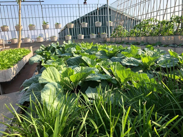 Ong bo Ha Noi chi gan tram trieu de trong rau tren san thuong-Hinh-6