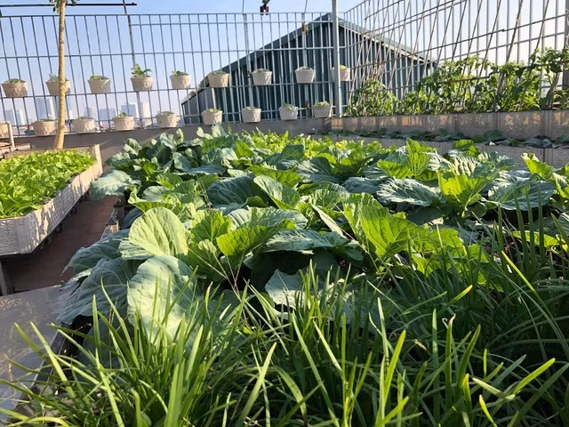 Ong bo Ha Noi chi gan tram trieu de trong rau tren san thuong-Hinh-6