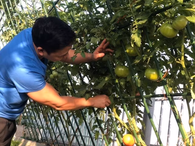 Ong bo Ha Noi chi gan tram trieu de trong rau tren san thuong-Hinh-7