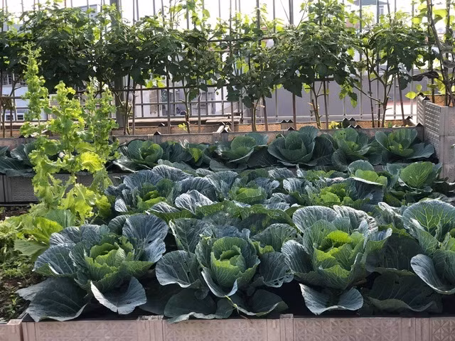 Ong bo Ha Noi chi gan tram trieu de trong rau tren san thuong-Hinh-3