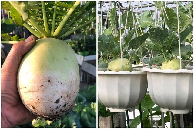 Ong bo Ha Noi chi gan tram trieu de trong rau tren san thuong-Hinh-11