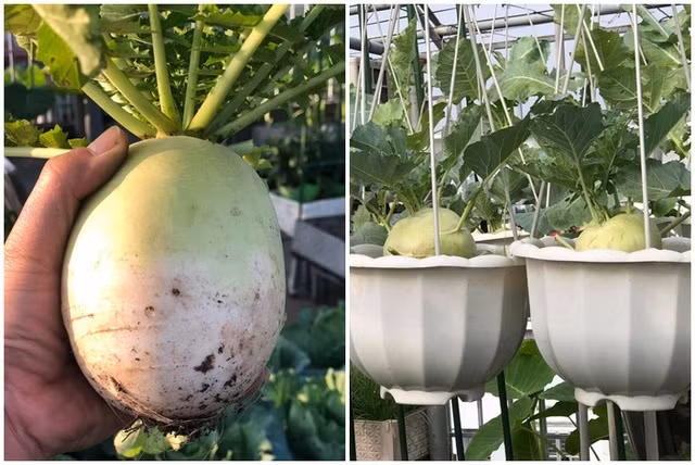 Ong bo Ha Noi chi gan tram trieu de trong rau tren san thuong-Hinh-11