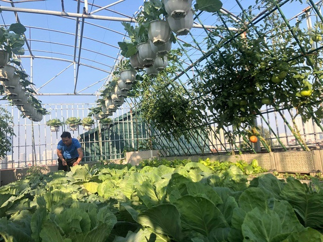 Ong bo Ha Noi chi gan tram trieu de trong rau tren san thuong-Hinh-8