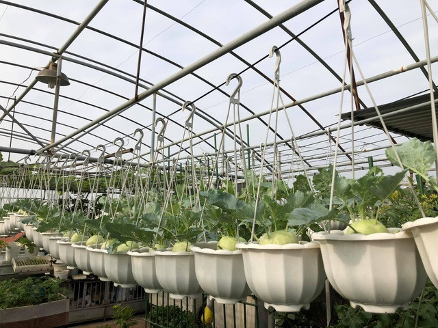 Ong bo Ha Noi chi gan tram trieu de trong rau tren san thuong-Hinh-2