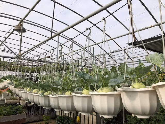 Ong bo Ha Noi chi gan tram trieu de trong rau tren san thuong-Hinh-2