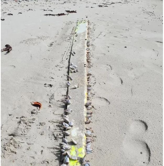 Bat ngo manh moi moi pha vo bi an su mat tich cua MH370-Hinh-2