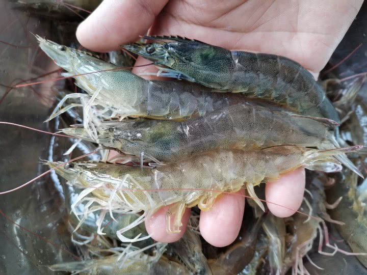 Chuyên gia bật mí cách mua tôm chuẩn người bán hàng cũng thua - Hình 2 Chuyen gia bat mi cach mua tom chuan nguoi ban hang cung thua-Hinh-2