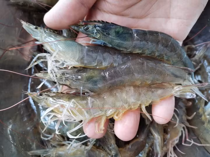 Chuyên gia bật mí cách mua tôm chuẩn người bán hàng cũng thua - Hình 2 Chuyen gia bat mi cach mua tom chuan nguoi ban hang cung thua-Hinh-2