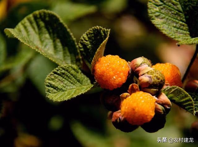 Qua dai nhin nhu boc trung ca, gia gan nua trieu/kg-Hinh-2