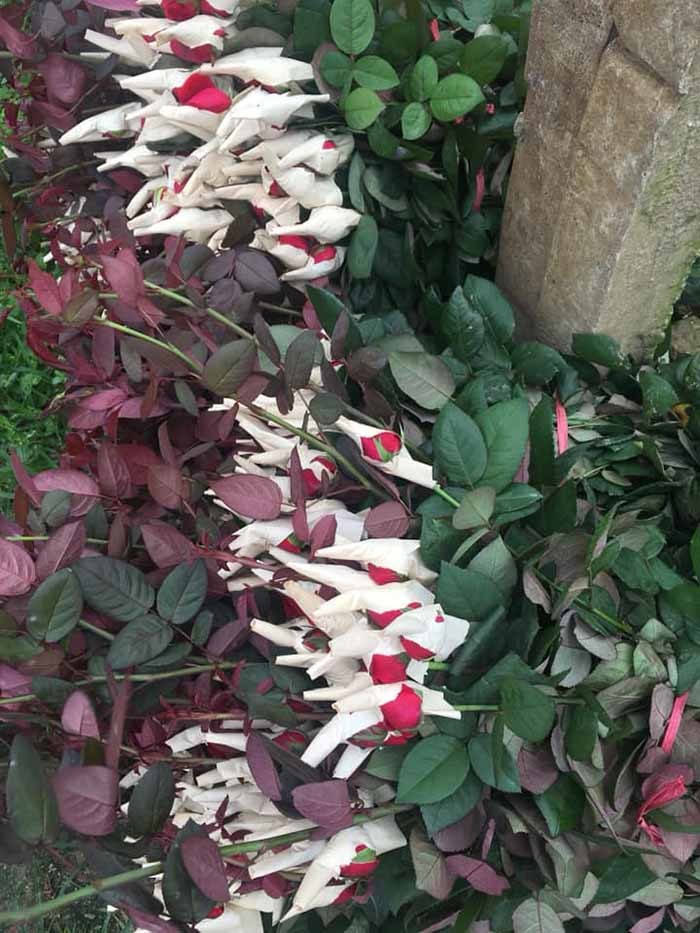 Ban het 700 banh my, 5.000 bong hong, yen tam nghi chong dich-Hinh-3