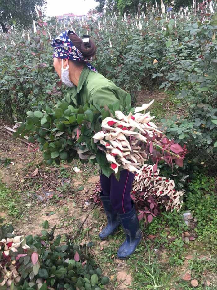 Ban het 700 banh my, 5.000 bong hong, yen tam nghi chong dich-Hinh-4