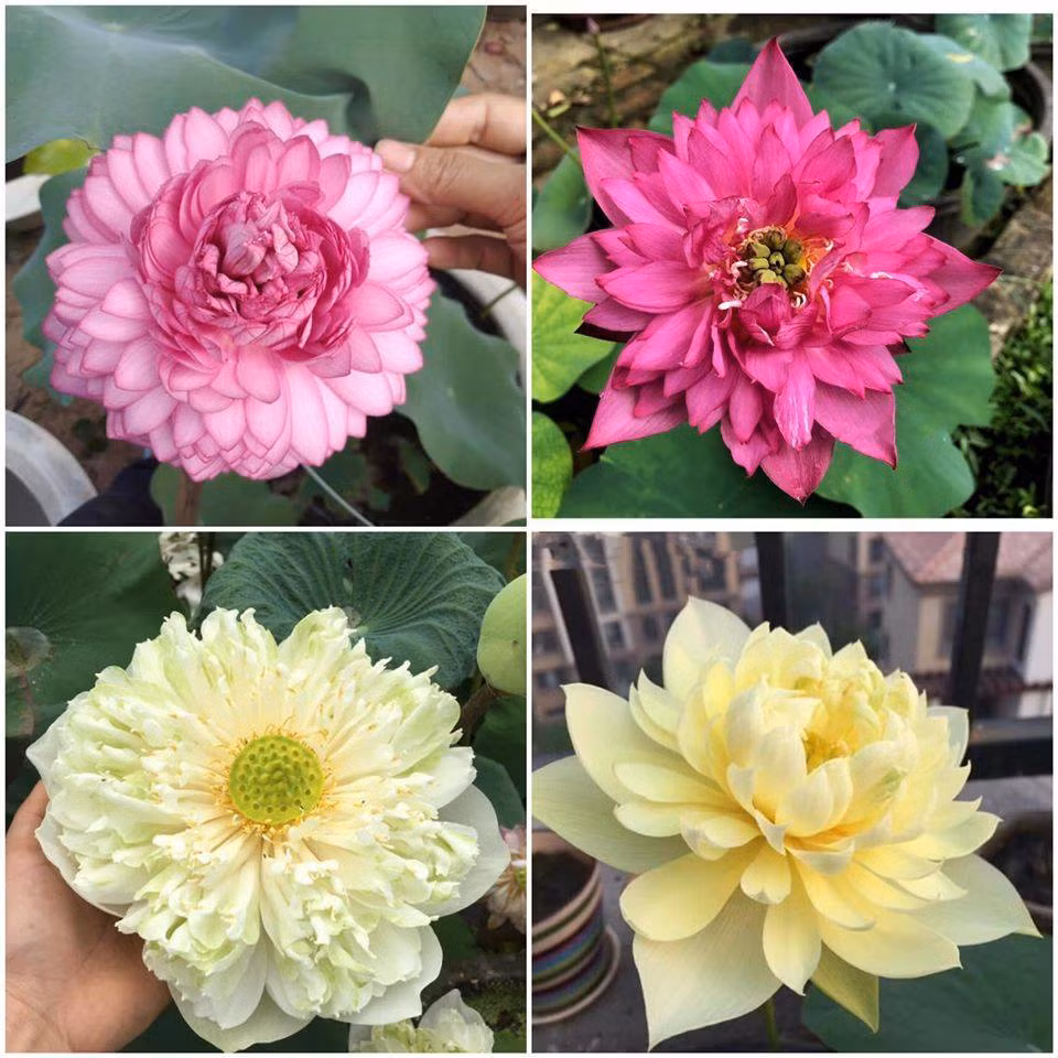 San lung sen nghin canh gia ca trieu-Hinh-6