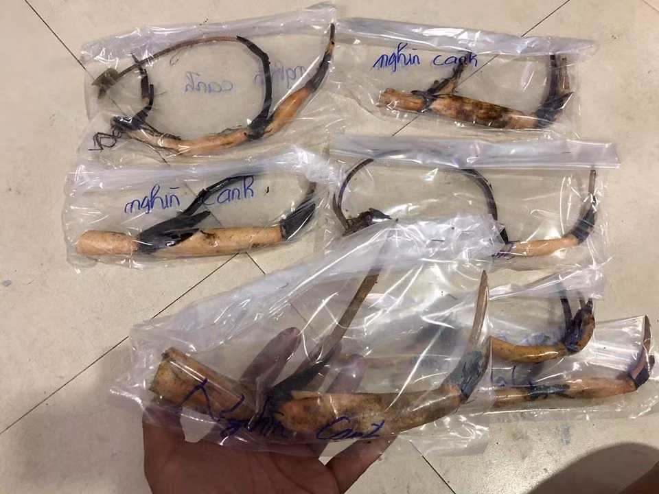 San lung sen nghin canh gia ca trieu-Hinh-5