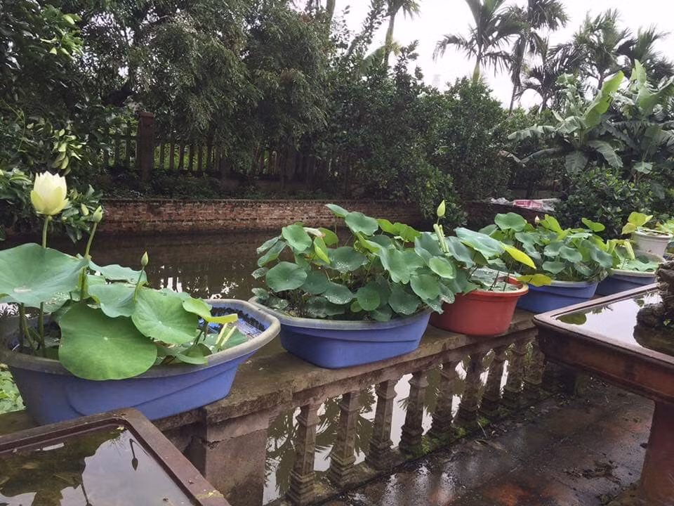 San lung sen nghin canh gia ca trieu-Hinh-4