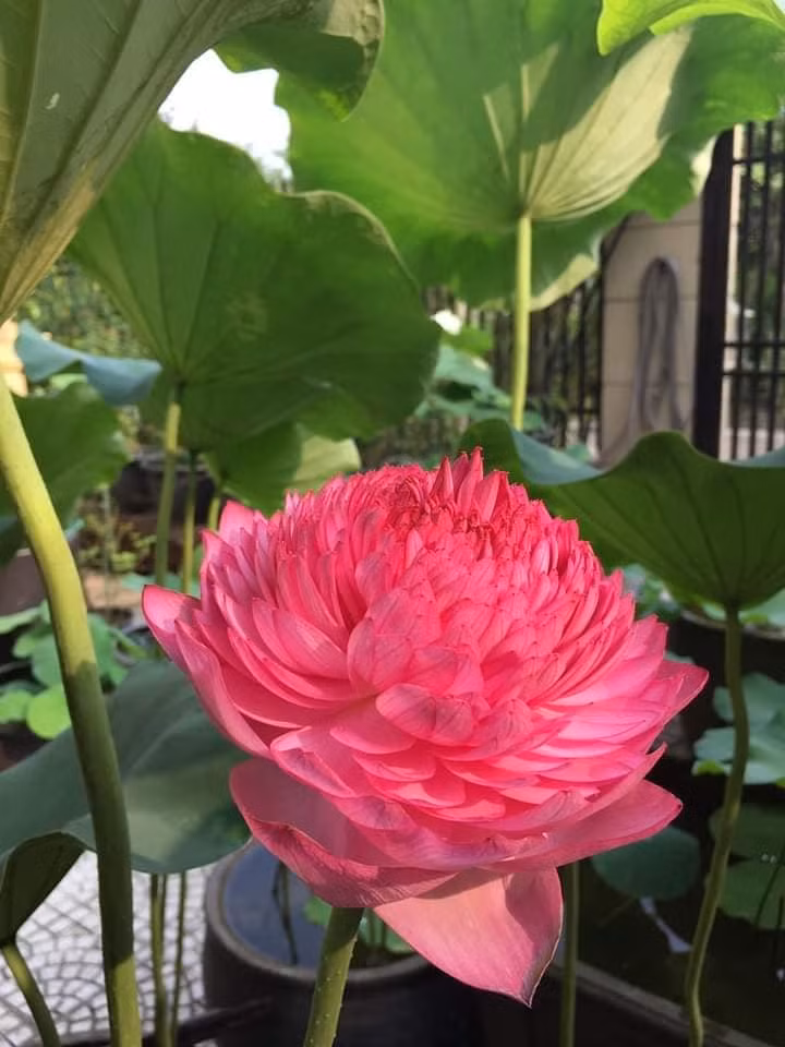 San lung sen nghin canh gia ca trieu