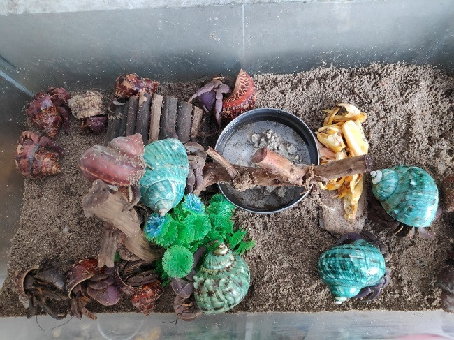 Loai oc co ten 'kinh di', nang niu ban lam thu cung trong nha-Hinh-2