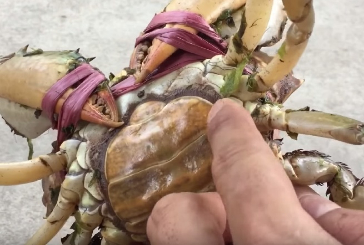 Ban da biet cach chon cua bien chac thit, gach dac beo ngay chua-Hinh-5