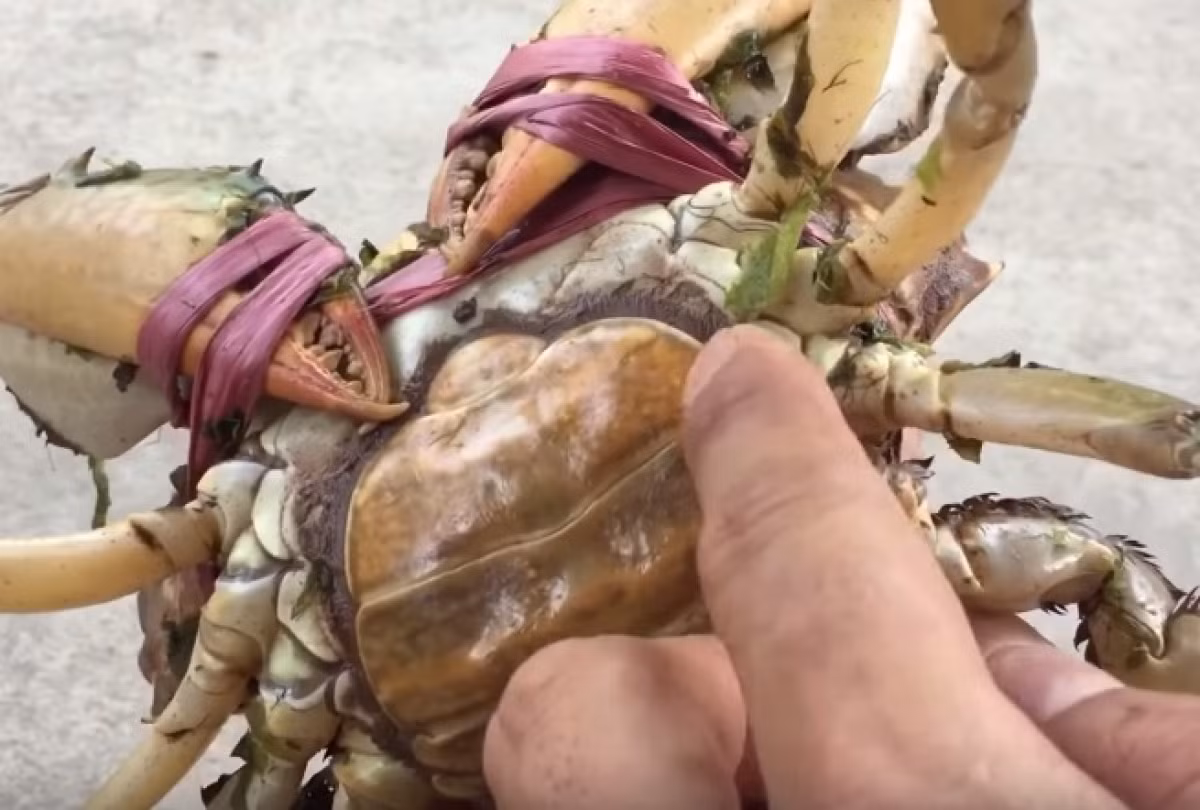 Ban da biet cach chon cua bien chac thit, gach dac beo ngay chua-Hinh-5